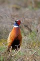 Faisan de Colchide oiseaux;gallinacés;faisan commun;faisan de colchide;faisan de chasse;phasianus colchicus;boucle de moisson;yvelines 78;france; 