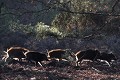 Sangliers en compagnie mammifères;suides;sanglier;suscrofa;marcassins;bete rousse;boucle de moisson;yvelines 78;france; 