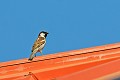 Moineau cisalpin sur un toit oiseaux;passereaux;moineau-cisalpin;passer-domesticus-italiae;toit;male;aleria;corse-du-sud;france; 