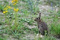 Lapin de garenne mammifère;léporidé;lapin-de-garenne;oryctolagus-cuniculus;boucle-de-moisson;yvelines-78;france; 