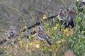 Grive litorne en migration oiseau;passereau;turdidé;grive-litorne;turdus-pilaris;yvelines-78;france; 