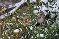 Grive litorne en migration oiseau;passereau;turdidé;grive-litorne;turdus-pilaris;yvelines-78;france; 