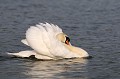 Cygne tuberculé en parade oiseau;palmipède;cygne-tuberculé;cygnus-olor;parade-nuptiale;etang;lac;yvelines;78;france; 