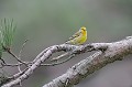 Venturon montagnard dans un pin oiseau;passereau;venturon montagnard;serinus-citrinella;male;pin;col-de-bavella;corse-du-sud-2a;france; 