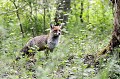 Renard roux en observation mammifère;canidé;renard roux;vulpes vulpes;sous bois;yvelines;78;france; 