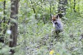 Renard roux en sous bois mammifère;canide;renard roux;vulpes vulpes;sous bois;yvelines;78;france; 
