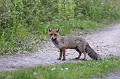 Renard roux sur un chemin mammifere;canide;renard roux;vulpes vulpes;chemin;yvelines;78;france; 