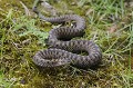 Vipère péliade en posture de d'attaque reptile;serpent;vipere-peliade;vipera-berus;mue;eure-27;france; 