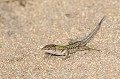 Lézard des ruines ou Lézard sicilien sur le sable reptile;lezard;lacertide;lezard des ruines;lezard sicilien;lezard des ruines;podarcis sicula;sable;corse du sud;2A;france; 