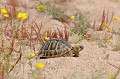Tortue d'Hermann reptile;testudinide;tortue d hermann;testudo hermanni;sable;corse;2A;france; 
