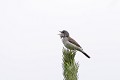 Fauvette babillarde qui chante oiseau;passereau;fauvette-babillarde;sylvia-curruca;chant;yvelines-78;france; 