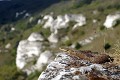 Vipère péliade sur un piton rocher reptile;serpent;vipère-péliade;vipera-berus;rocher;yvelines-78;france; 