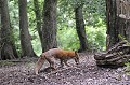 Renard roux recherchant un campagnol mammifères;canidés;renard-roux;vulpes-vulpes;eure-27;france; 