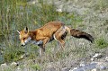 Renard roux en chasse mammifere;canide;renard roux;vulpes vulpes;boucle de moisson;yvelines;78;france; 