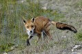 Renard roux en chasse mammifere;canide;renard roux;vulpes vulpes;boucle de moisson;78;yvelines;france; 