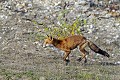 Renard roux en course mammifere;canide;renard roux;vulpes vulpes;course;boucle de moisson;yvelines;78;france; 