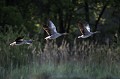 Oies cendrées en vol au dessus d'un étang de Brenne oiseaux;palmipède;oie-cendrée;anser-anser;vol;envol;indre-36;brenne;france; 
