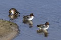 Sarcelles d'hiver posées au bord d'un étang Oiseaux;palmipède;sarcelle-d-hiver;anas-crecca;etang;indre-36;brenne;france; 