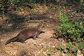 Vison d'Europe en quête de nourriture Mammifère;mustélidés;vison d'Europe;mustela lutreola;dordogne 24;France; 