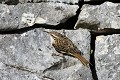 Grimpereau des jardins sur un mur de pierres oiseaux;passereau;grimpereau-des-jardins;certhia-brachydactila;mur;lot-46;france; 