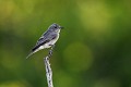 Gobemouche gris posé oiseaux;passereaux;gobemouche-gris posé;musicata-striata;lot-46;france; 