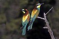 Guêpiers d'Europe en couple oiseau;passereau;guêpier-d-Europe;merops-apiaster;couple;alpes-de-haute-provence-04;France; 