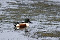 Canard souchet mâle sur un étang oiseau;palmipede;canard-souchet;anas-clypeata;male;etang;indre-36;france; 