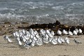 Bécasseau sanderling en groupe en bord de mer sur la grève oiseau;echassier;becasseau-sanderling;groupe;bord-de-mer;sol;ile-d-yeu:france; 