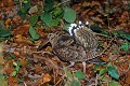 Bécasse des bois en sous-bois oiseau;echassier;becasse-des-bois;scolopax-rusticola;sous-bois;yvelines-78;france; 