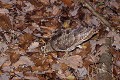 Bécasse des bois cherchant des vers en sous-bois oiseau;echassier;becasse-des-bois;scolopax-rusticolas;nourriture;vers;sous-bois;yvelines-78;france; 