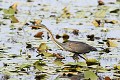Héron pourpré en chasse dans les nénuphards oiseau;echassier;heron-pourpre;ardea-purpurea;etang;nenuphard;indre-36;brenne;france; 