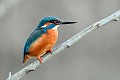 Martin pêcheur d'Europe au repos oiseau;passereau;martin-pecheur-d-europe;alcedo-atthis;repos;indre-36;brenne;france; 