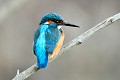Martin pêcheur à l'affût oiseau;passereau;martin-pecheur-d-europe;alcedo-atthis;affut;branché;yvelines-78;france; 