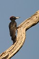 Pic noir mâle sur un arbre mort oiseau;passereau;pic-noir;dryocopus-martius;arbre-mort;male;yvelines-78;france; 