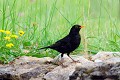 Merle noir au sol sur des pierres oiseau;passereau;merle-noir;turdus-merula;sol;pierres;lot-46;france; 