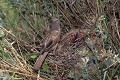 Fauvette à lunettes à son nid oiseau;passereau;fauvette-a-lunettes;sylvia-conspicillata;nid;alpes-de-haute-provence-04;france; 