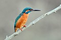 Martin-pêcheur à l'affût oiseau; passereau;martin-pecheur-d-europe;alcedo-atthis;perché-a-l-affut;lot-46;france; 