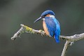 Martin-pêcheur posé sur une branche oiseau; passereau;martin-pecheur-d-europe;alcedo-atthis;lot-46;france; 