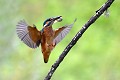 Martin-pêcheur à l''atterrissage avec sa proie oiseau; passereau;martin-pecheur-d-europe;alcedo-atthis;atterrissage;volt;tetard;lot-46france; 