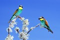 Couple de guêpiers d'Europe oiseau; passereau;guepier-d-europe;merops-apiaster;couple;lichens;alpes-de-haute-provence-04;france; 