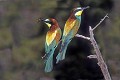 Couple de guêpiers d'Europe oiseau; passereau;guepier-d-europe;merops-apiaster;couple;branche;alpes-de-haute-provence-04;france; 