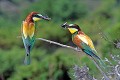 Guêpiers d'Europe en couple oiseau; passereau;guepier-d-europe;merops-apiaster;couple;branche;alpes-de-haute-provence-04;france; 