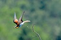 Guêpier d'Europe en vol oiseau; passereau;guepier-d-europe;merops-apiaster;vol;insecte;alpes-de-haute-provence-04france; 
