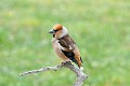 Grosbec casse noyaux mâle oiseau; passereau;grosbec-casse-noyaux;coccothraustes-coccothraustes;male;lot-46;france; 