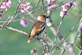 Grosses casse-noyaux mâle dans un pêcher en fleurs oiseau; passereau;grosbec-casse-noyaux;coccothraustes-coccothraustes;male;pecher-en-fleurs;lot-46;france; 