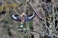 Grosbec casse-noyaux mâle à l'atterrissage oiseau; passereau;grosbec-casse-noyaux;male;coccothraustes-coccothraustes;atterrissage; lot-46;france; 