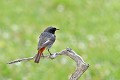 Rougequeue noir mâle perché oiseau; passereau;rougequeue-noir;phoenicurus-ochruros;male;pose;lot-46;france; 