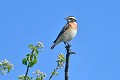 Tarier des prés perché oiseau; passereau;tarier-des-prés;saxicola-rubetra;pose;lot-46;france; 