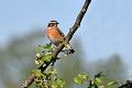 Tarier des prés perché oiseau; passereau;tarier-des-pres;saxicola-rubetra;pose;male;lot-46;france; 