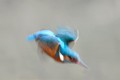 Martin pêcheur oiseau; passereau;martin-pecheur;alcedo-atthis;flou;lot46;france; 